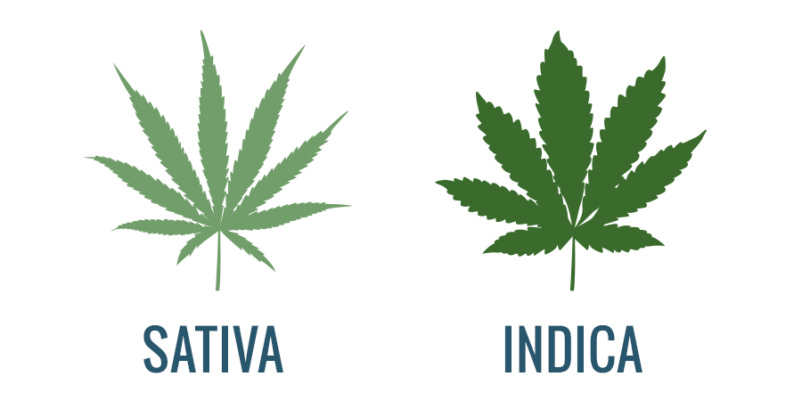 The Basics of Cannabis & CBD – (Part 1) - tolktalk